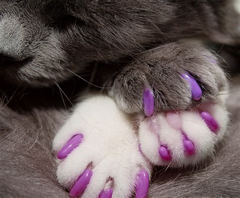 cat nails acrylic|feet protectors against cat nails.